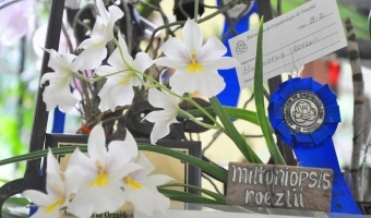 Miltoniopsis roezlii